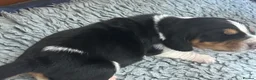 Basset Hound dogs for sale: Stunning KC Basset Hound Pups - Advert 24
