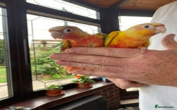 Conures birds for sale: Hand Tame Greencheek Conures - Image 4