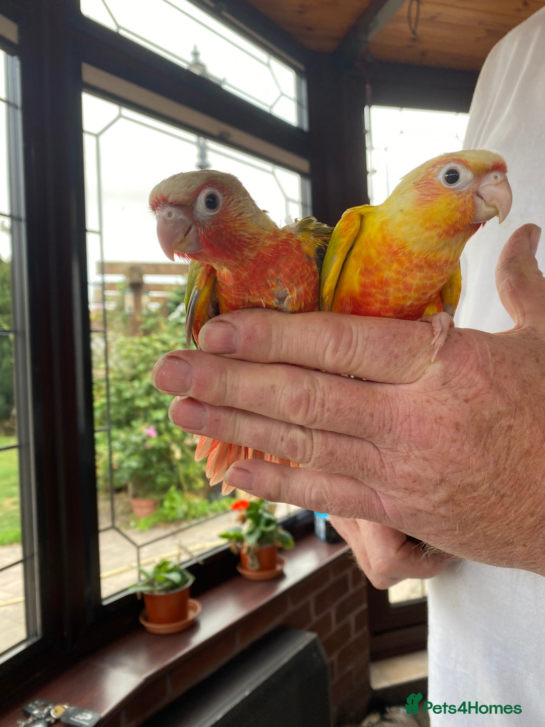 Conures birds for sale: Hand Tame Greencheek Conures - Image 4