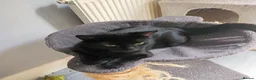 Mixed Breed cats for adoption: LENA. - Advert 2