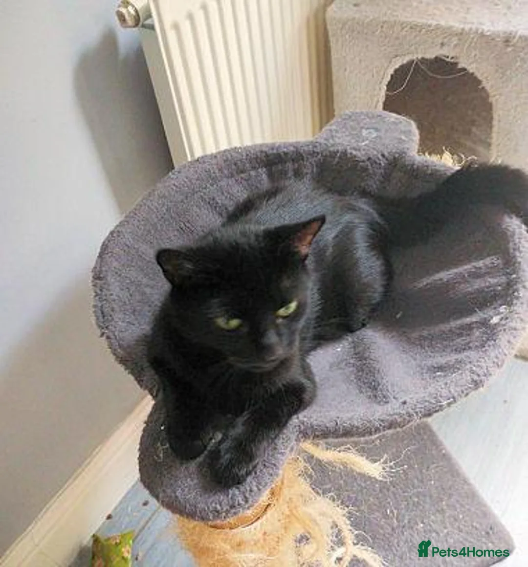 Mixed Breed cats for adoption: LENA. - Advert 2