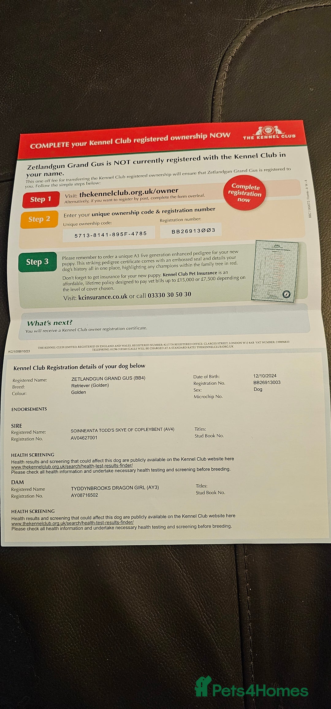 Golden Retriever dogs for sale: KC Golden retriever for sale - Advert 6