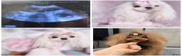 Maltipoo dogs for sale: 🧸Outstanding Quality☕️Teddy Face Asian Maltipoo🧸 - Advert 2