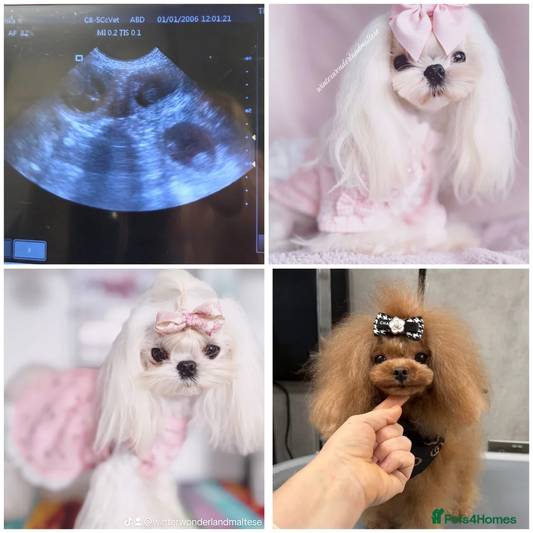 Maltipoo dogs for sale: 🧸Outstanding Quality☕️Teddy Face Asian Maltipoo🧸 - Advert 2