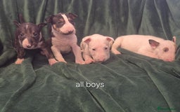 English Bull Terrier dogs for sale: Ready to leave now 7 English Bullterrier puppys - Image 21