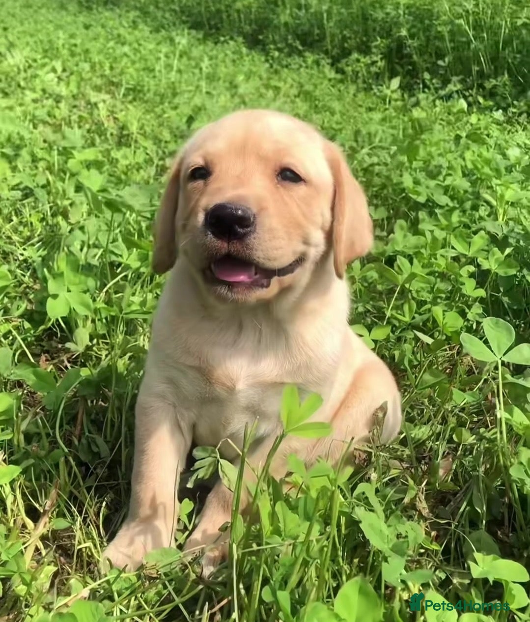 Labrador Retriever dogs Labrador puppys - Advert 4