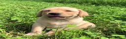 Labrador Retriever dogs for sale: Labrador puppys - Advert 1