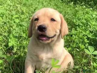 Labrador Retriever dogs Labrador puppys - Advert 4