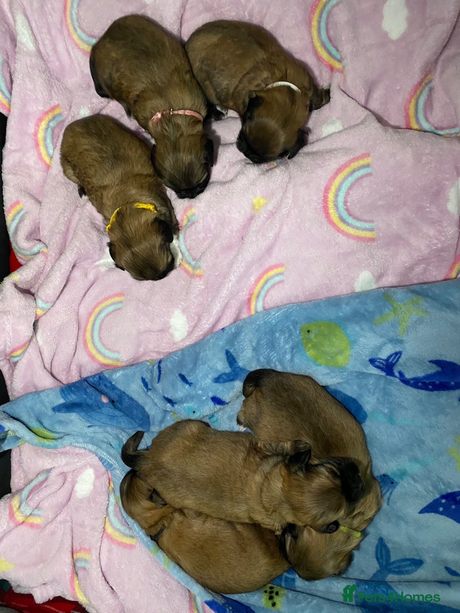 Lhasa Apso dogs Lhasa apso puppies for sale 🐶🐶🐶 - Advert 4