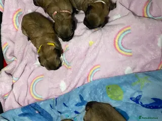 Lhasa Apso dogs Lhasa apso puppies for sale 🐶🐶🐶 - Advert 4