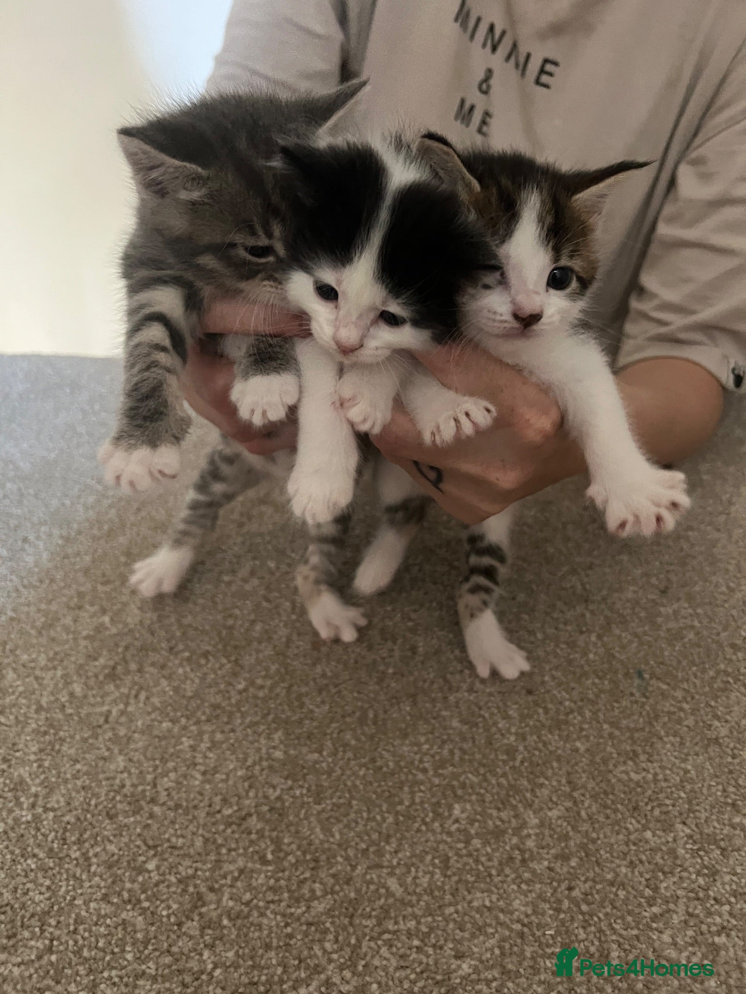 Mixed Breed cats 3 female kittens for sale - Advert 1