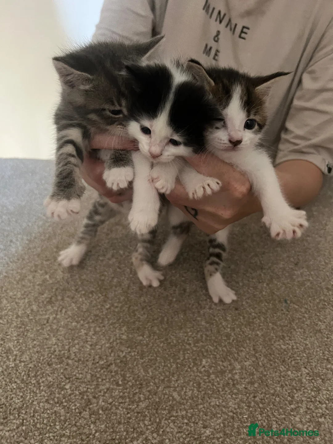 Mixed Breed cats for sale: 3 female kittens for sale - Advert 1