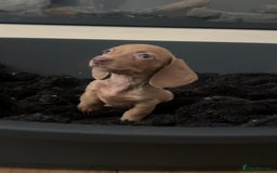 Miniature Dachshund dogs for sale: Perfecf kc true miniature dachshunds - Image 24