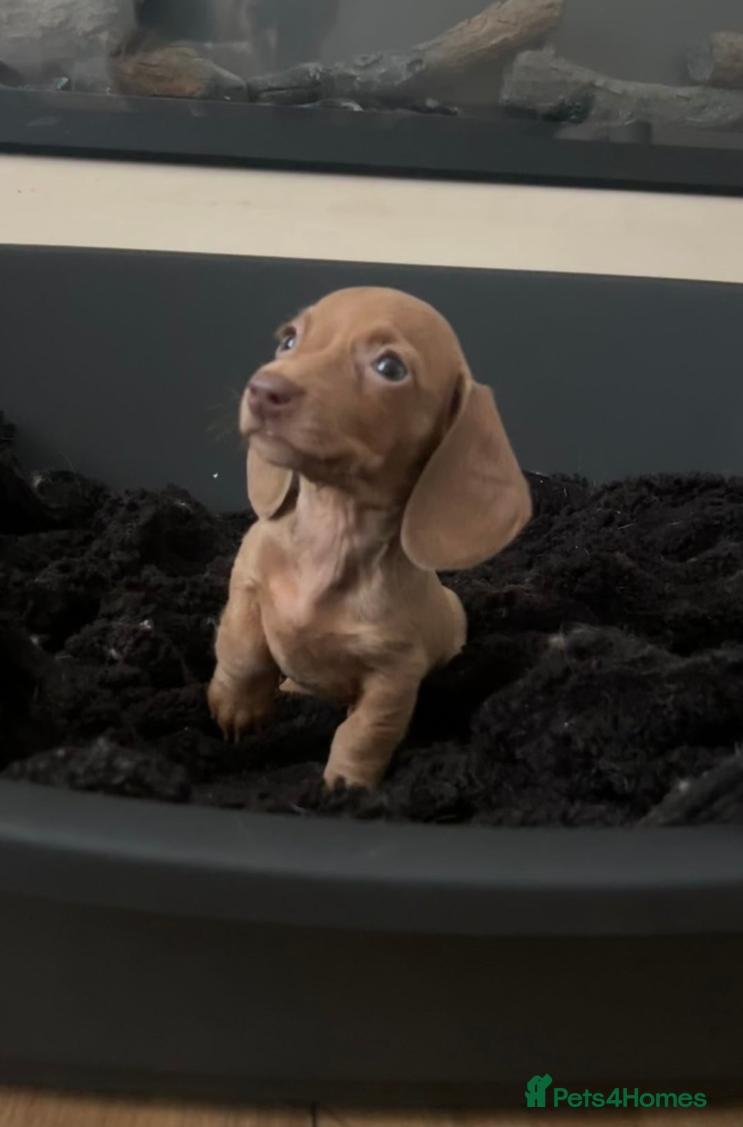 Miniature Dachshund dogs for sale: Perfecf kc true miniature dachshunds - Image 24