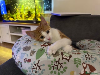 Domestic Shorthair cats - Advert 1