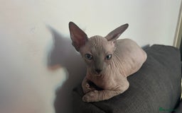 Sphynx cats for sale: Adorable Canadian sphinx - Image 1