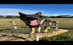 German Shepherd dogs for sale: GSD male for sale  - Image 1
