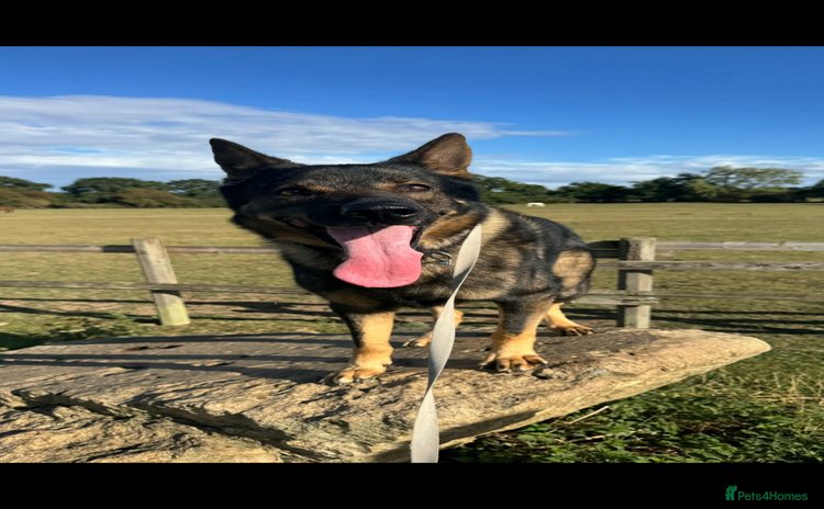 German Shepherd dogs - Advert 4