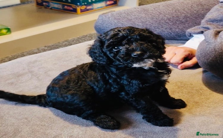 Cockapoo dogs - Advert 16