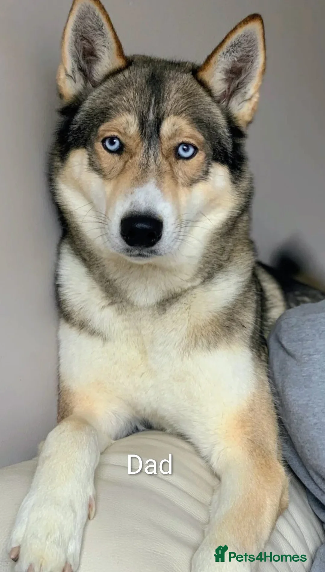 Siberian Husky dogs for sale: Beautiful litter of Siberian Huskies - Advert 6