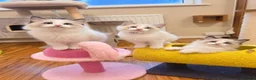 Ragdoll cats for sale: 🏆🎖 Premium GCCF Ragdoll Kittens Grand bloodlines - Advert 4