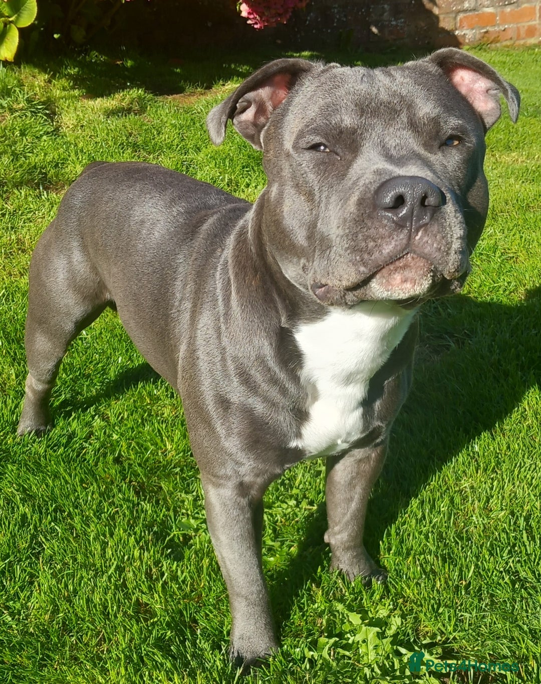 Staffordshire Bull Terrier dogs for stud: Blue staffordshire bull terrier for stud - Advert 2