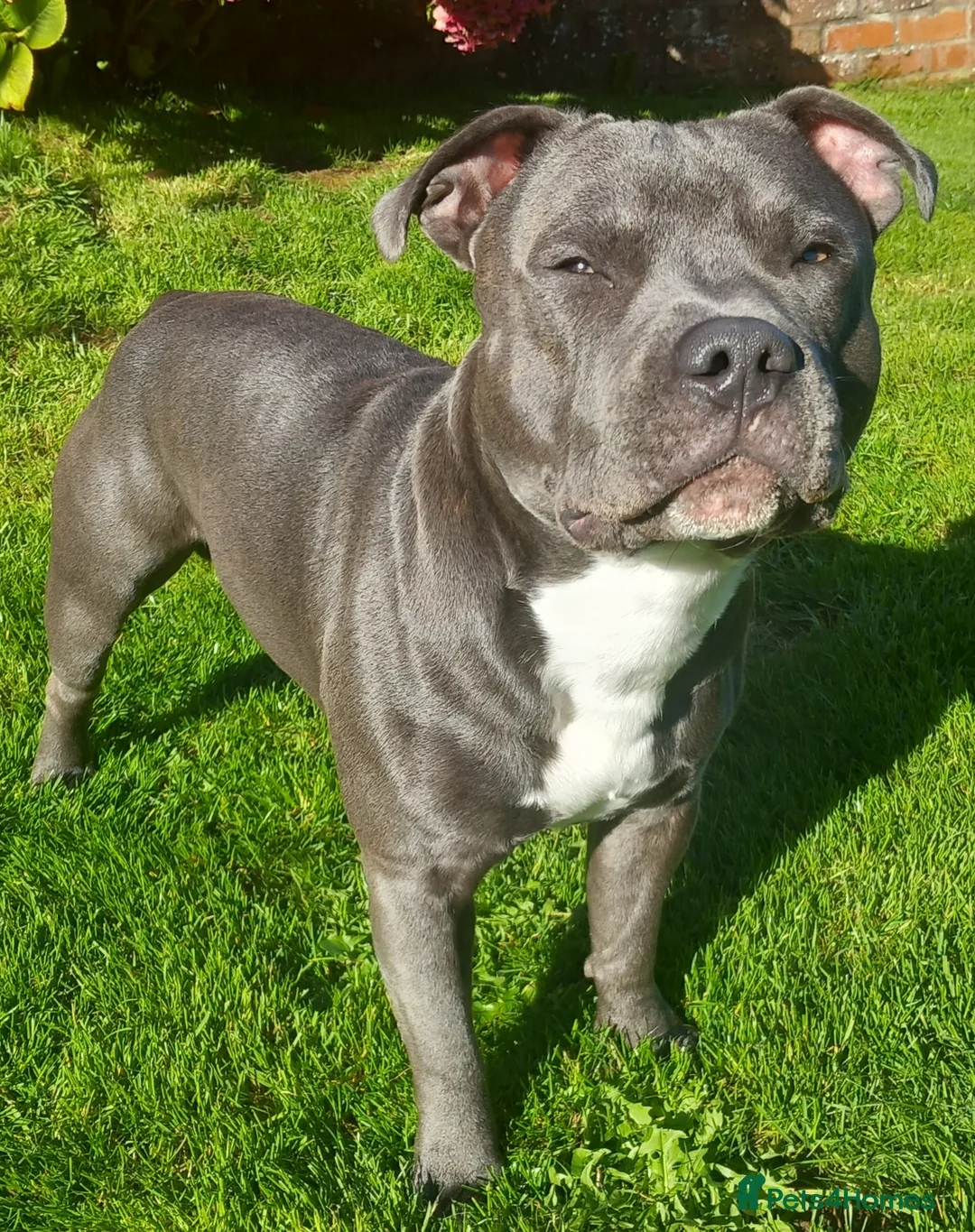Staffordshire Bull Terrier dogs for stud: Blue staffordshire bull terrier for stud - Advert 2