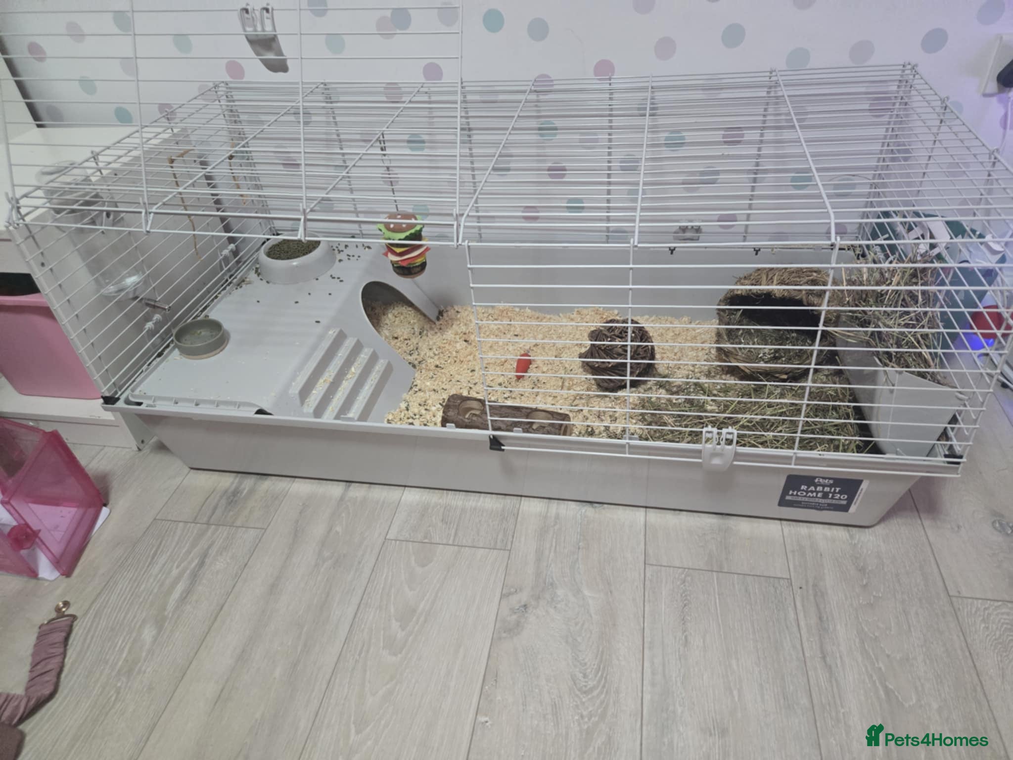 Guinea Pig rodents 2 male guinea pigs  in Kettering - Advert 1