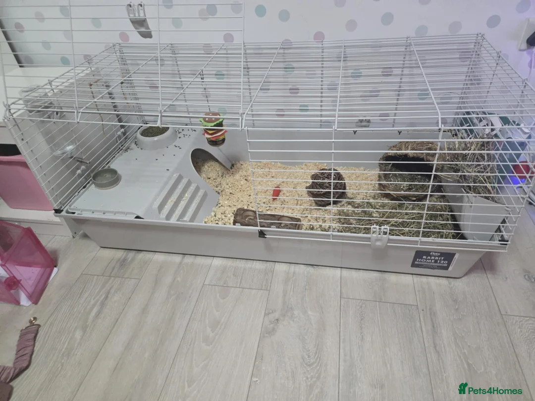 Guinea Pig rodents for sale: 2 male guinea pigs  in Kettering - Advert 1