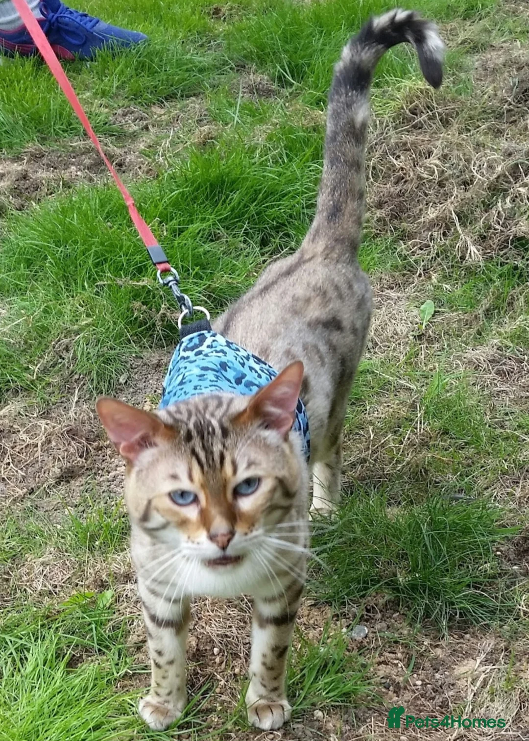 Gallery Image {{count}}