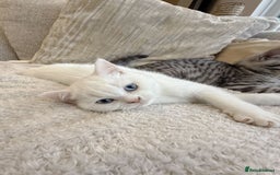 British Shorthair cats for sale: MOST BEAUTIFUL RARE COMOUR BSH KITTEN  - Image 4