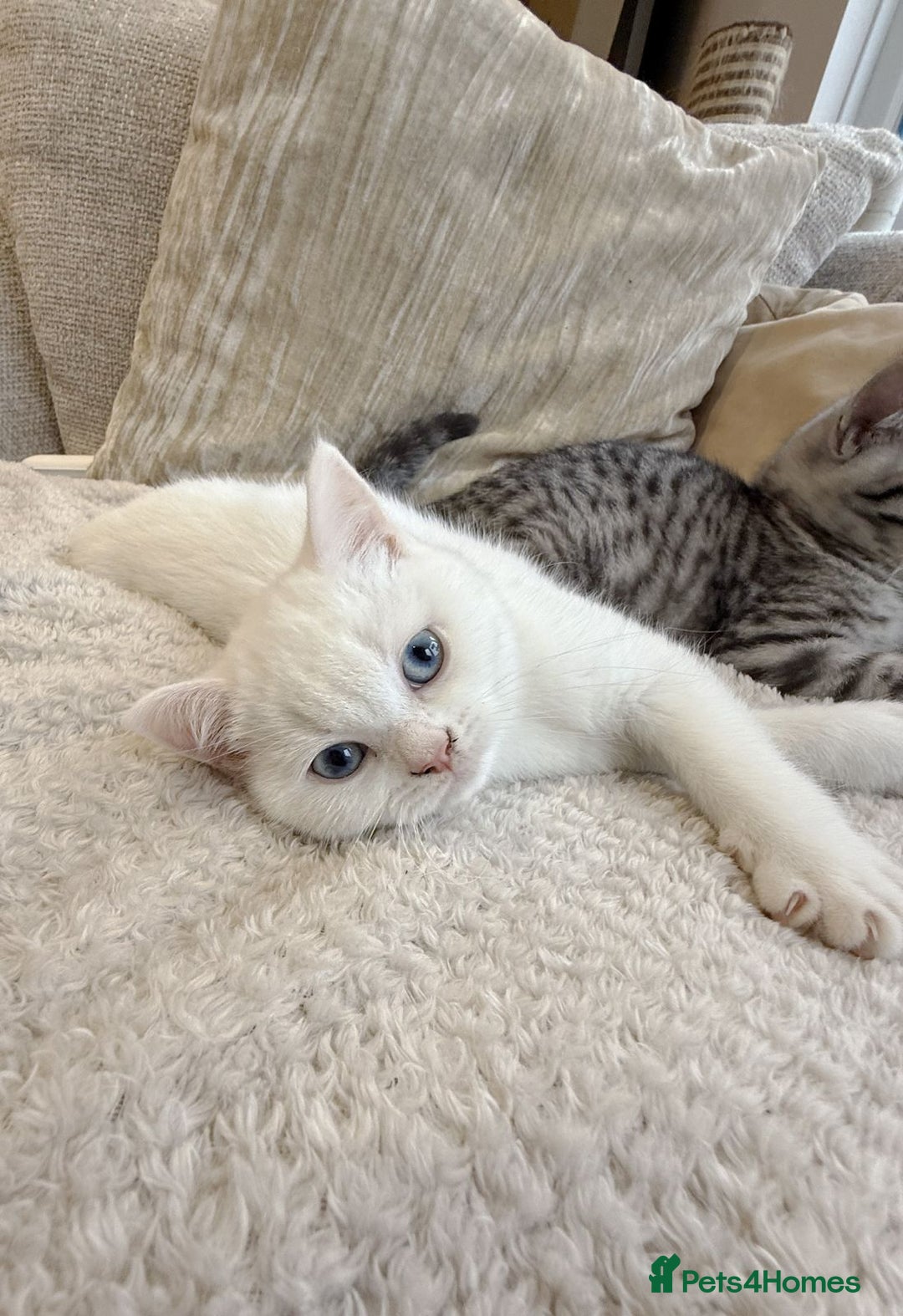 British Shorthair cats for sale: MOST BEAUTIFUL RARE COMOUR BSH KITTEN  - Image 4
