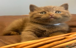 British Shorthair cats for sale: 5 Star - BSH Litter (Two Cinnamon, Fawn & Lilac) - Image 10