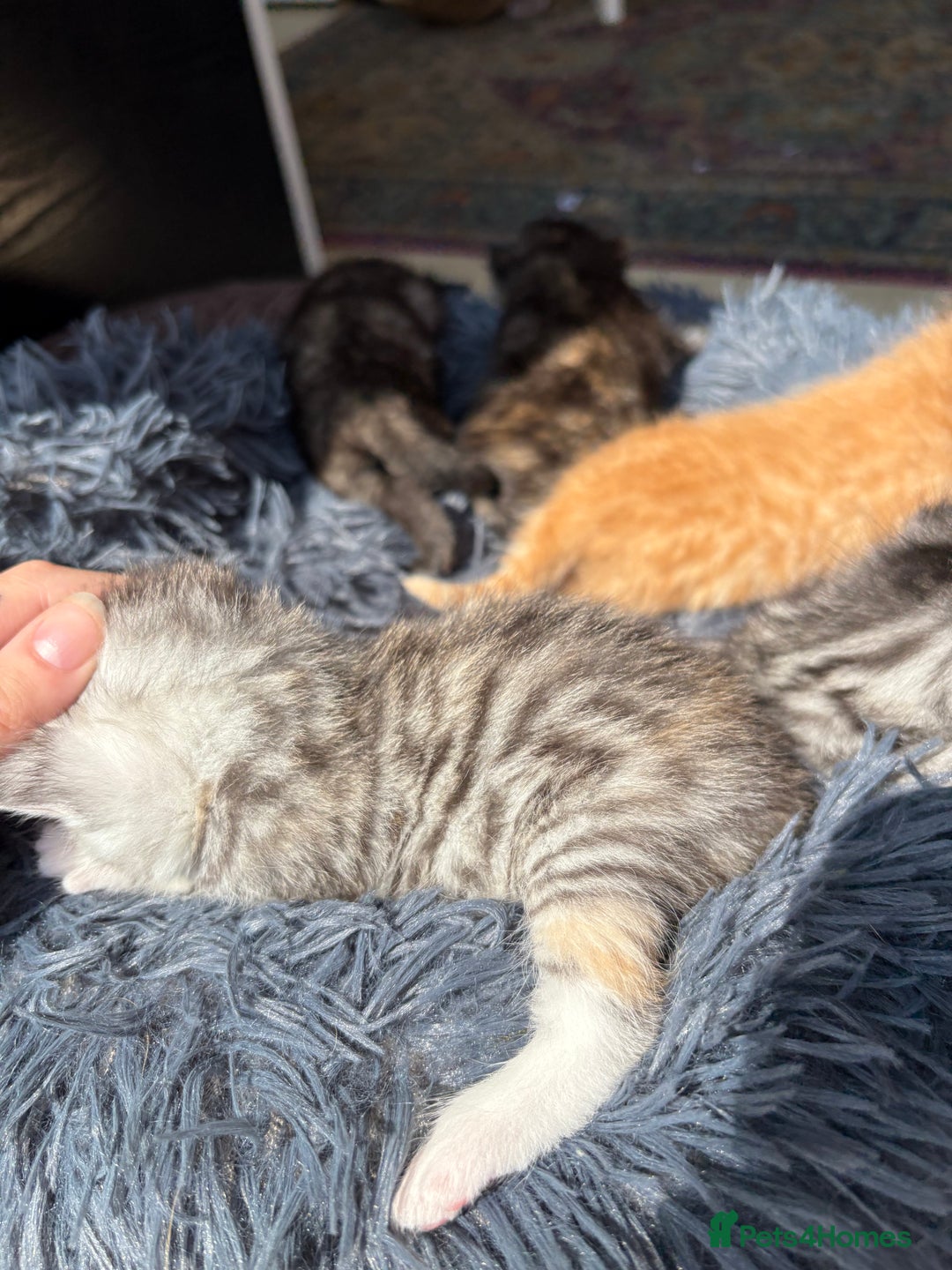 Bengal cats for sale: Beautiful half bengal kittens  - Image 28