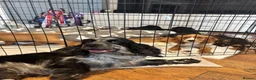 Cocker Spaniel dogs for sale: Cocker spaniel puppies  - Advert 10