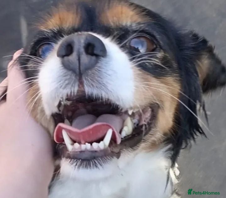 Cavalier King Charles Spaniel dogs rehoming Luna  - Advert 14