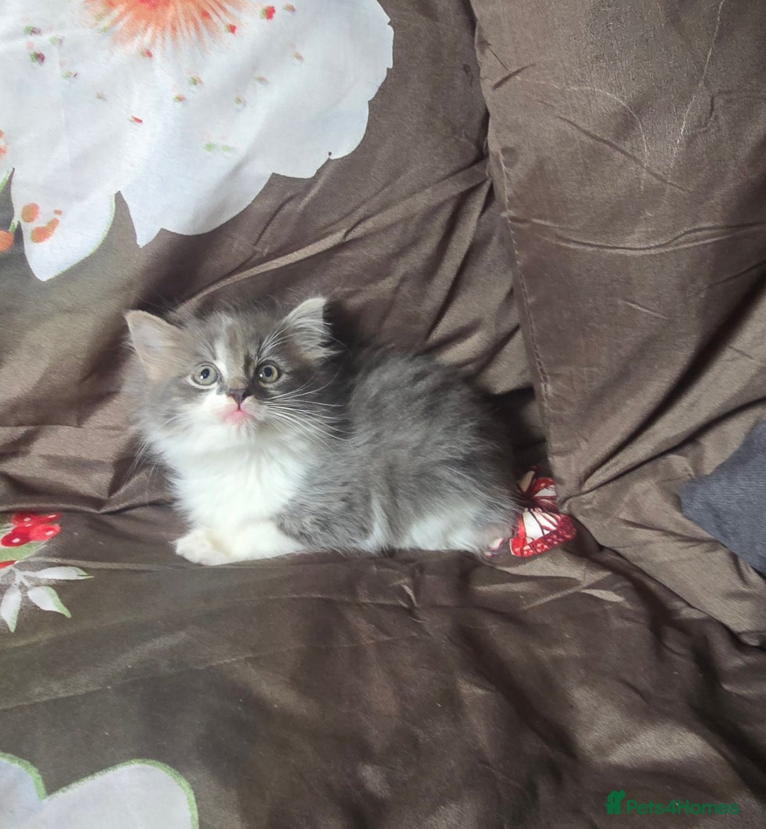 British Longhair cats for sale: Stunning British Shorthair x Siberian Kittens  - Image 4