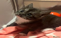 Mixed Breed cats for sale: Ragdoll x Bengal x Mau Kitten - Image 9