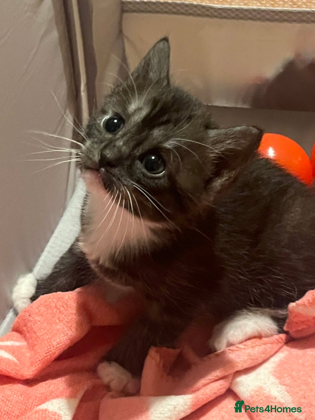 Mixed Breed cats for sale: Ragdoll x Bengal x Mau Kitten - Image 9