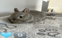 Netherland Dwarf rabbits for sale: 14 x Netherland Dwarf Bunnies 🐰🏡 🥰  - Image 19