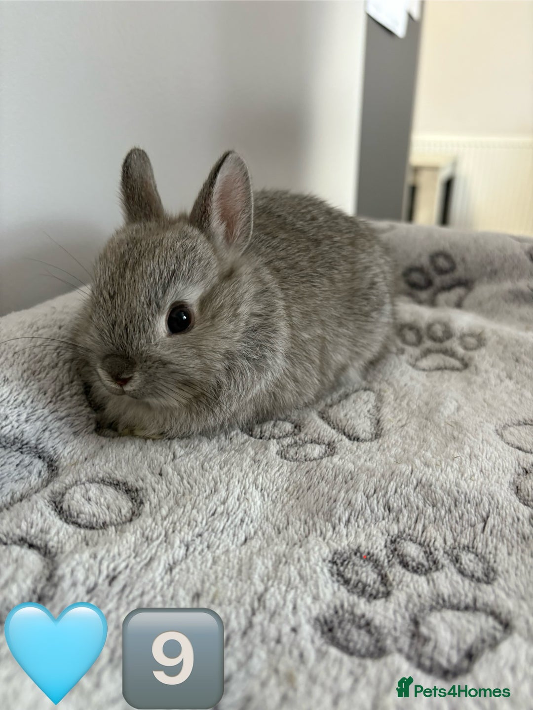 Netherland Dwarf rabbits for sale: 14 x Netherland Dwarf Bunnies 🐰🏡 🥰  - Image 19
