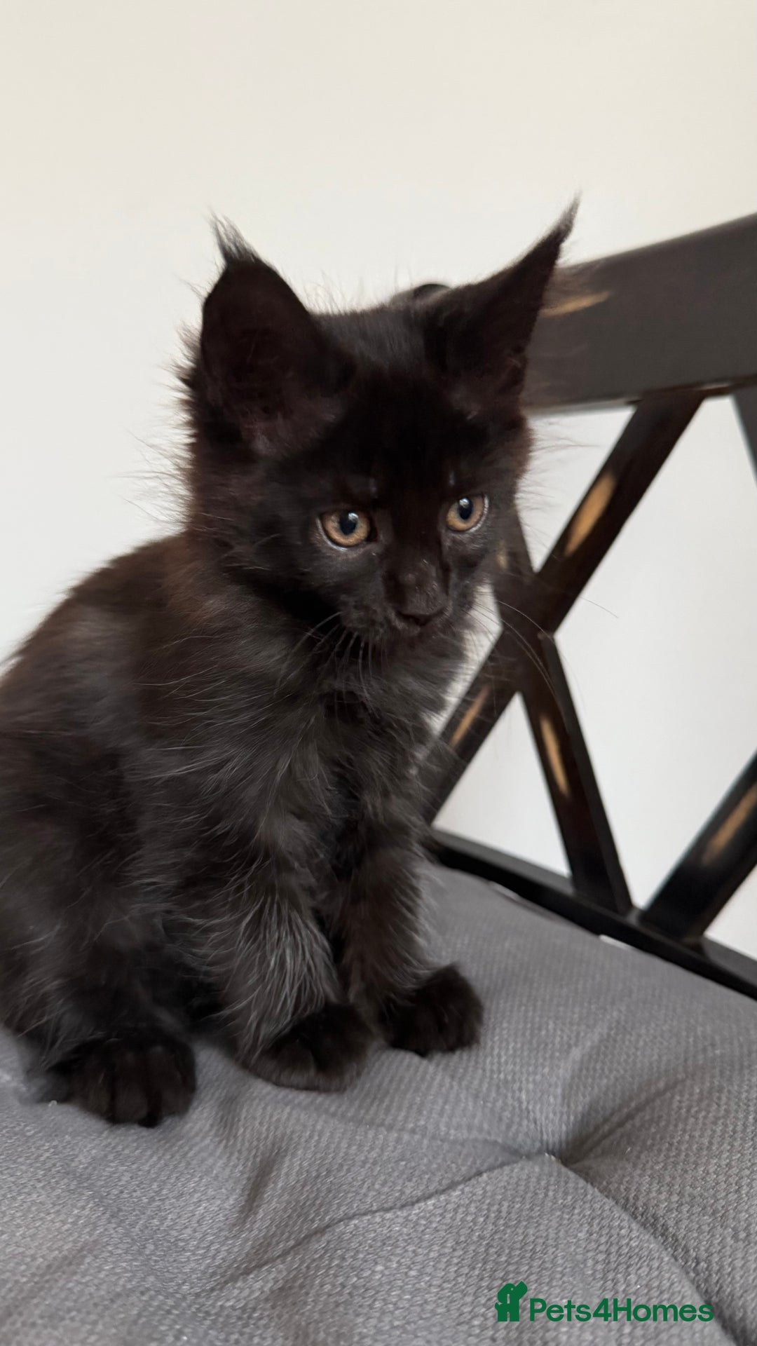 Maine Coon cats for sale: XXL CHAMPION RUSSIAN LINE.MAINE COON KITTENS - Advert 20