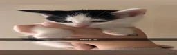 Mixed Breed cats for sale: 2 male Kittens in Edinburgh - Advert 2