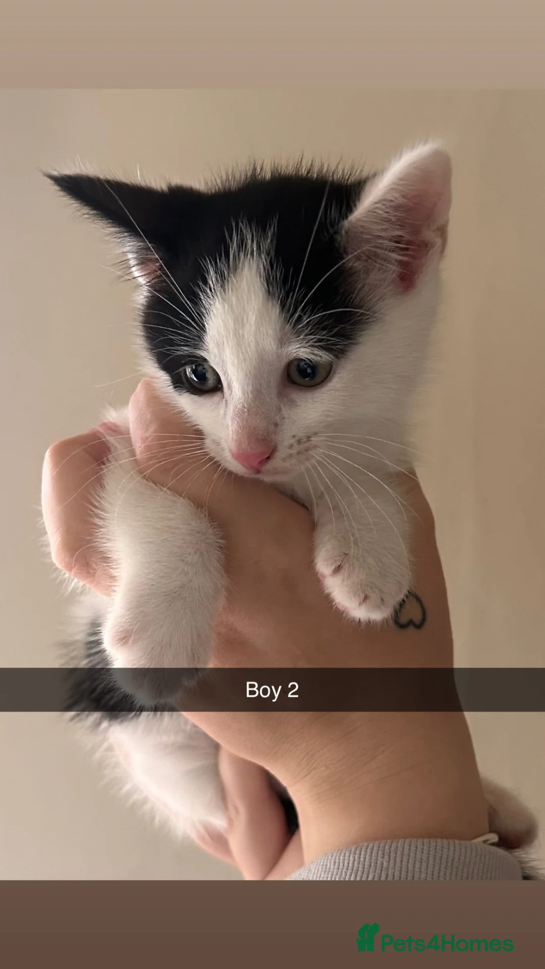 Mixed Breed cats for sale: 2 male Kittens in Edinburgh - Advert 2