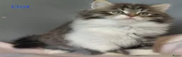 Siberian cats for sale: GCCF pedigree Siberian Tabby kittens - Advert 5