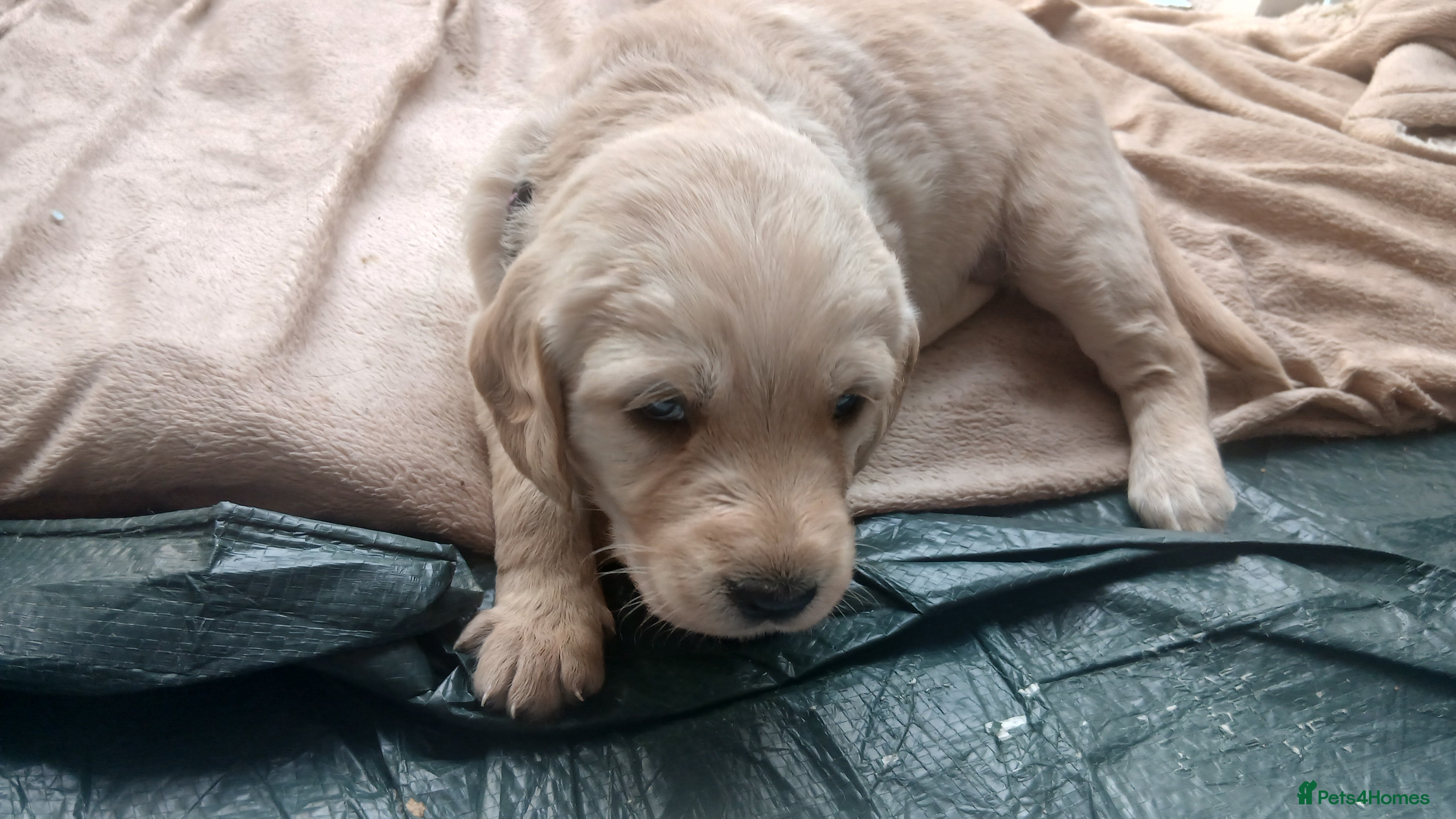 Mixed Breed dogs for sale: Ready Gorgeous Cockapoo x Gold Retriever x pups  - Advert 40