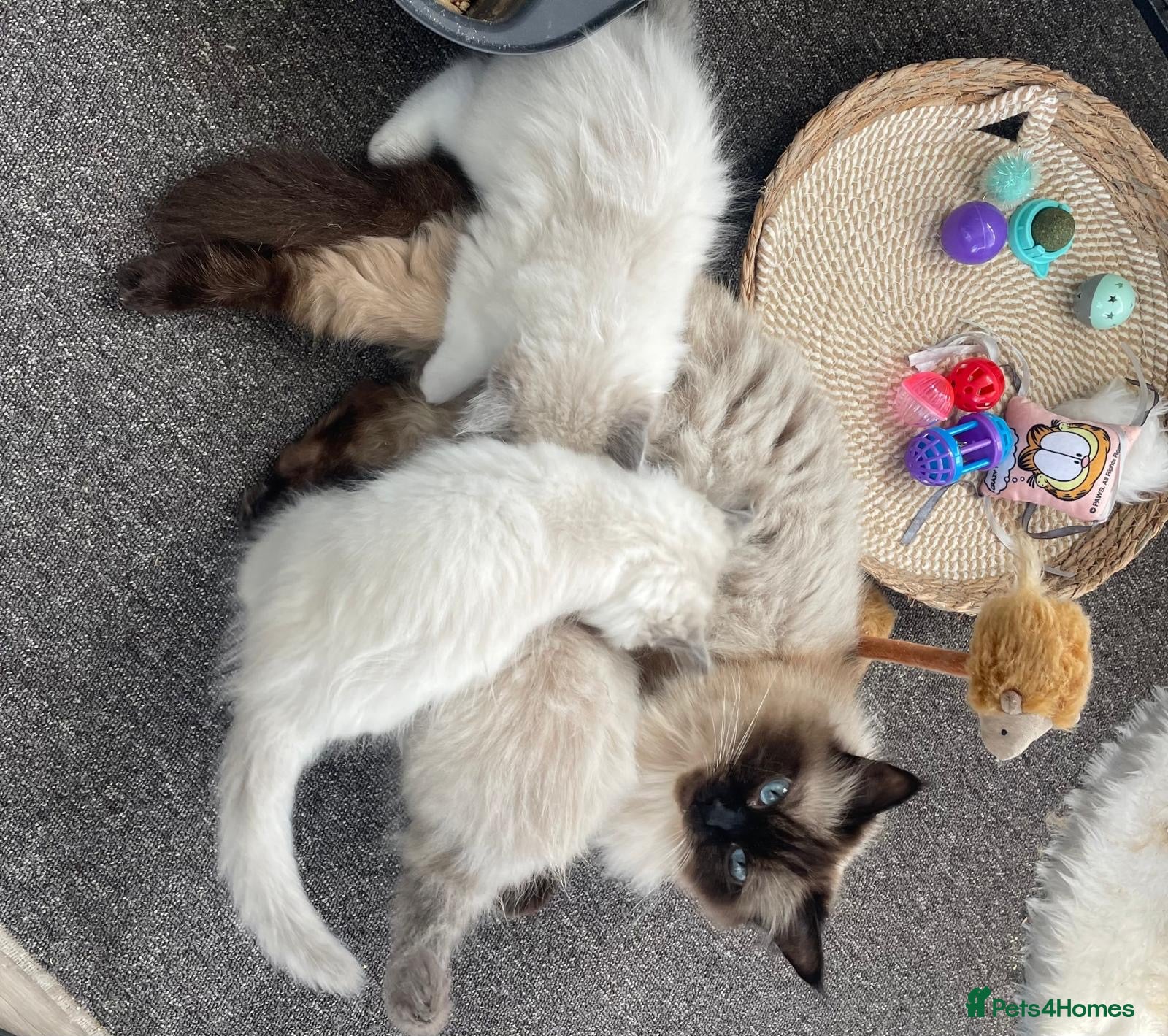 Ragdoll cats Two stunning baby boy ragdolls - Advert 18