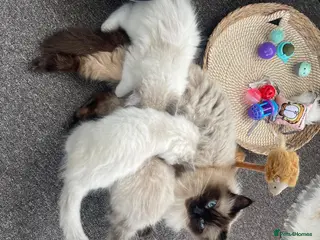 Ragdoll cats Two stunning baby boy ragdolls - Advert 18