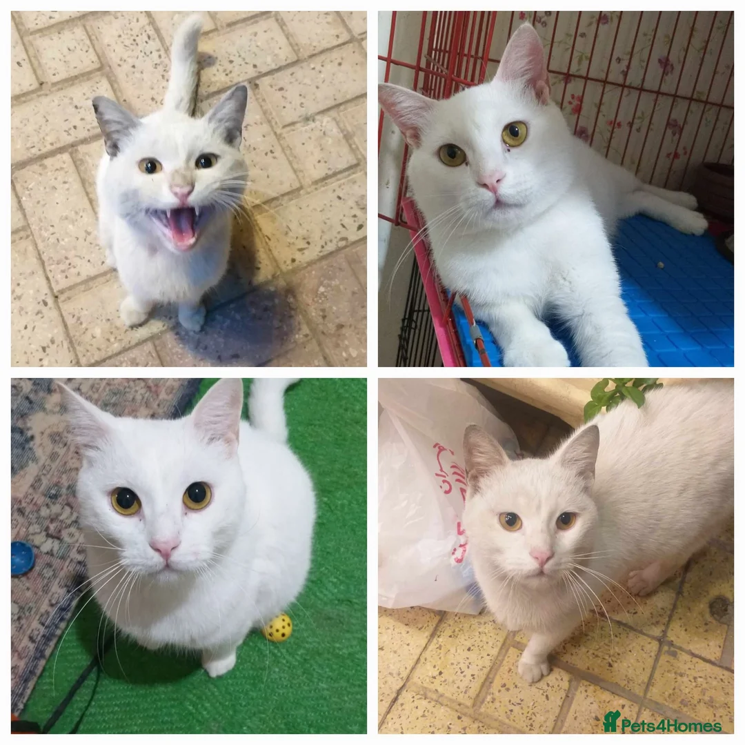 Mixed Breed cats for adoption: Indi is looking for love 💗 - Advert 2