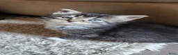 Mixed Breed cats for sale: Beautiful British long and short hair litter  in Worcester - Advert 8